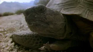 The Reptiles: Turtles and Tortoises