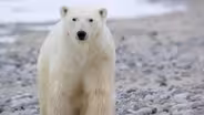 When the Polar Bear Encounter Became Serious | Digital Extra