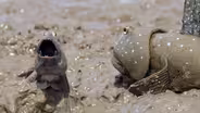 Mudskipper Jumping Contest For Mate