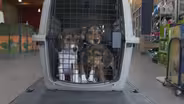 4,000 beagles rescued from research and breeding facility