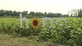 Video thumbnail: Ideas Prayers for Maria Sunflower Fundraiser
