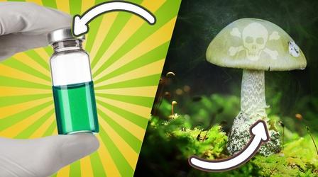 Video thumbnail: Reactions An Antidote for Deadly Mushrooms?