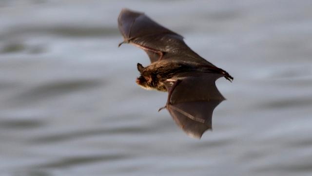 Scientists search for ways to battle a bat-killing fungus