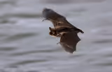 Scientists search for ways to battle a bat-killing fungus