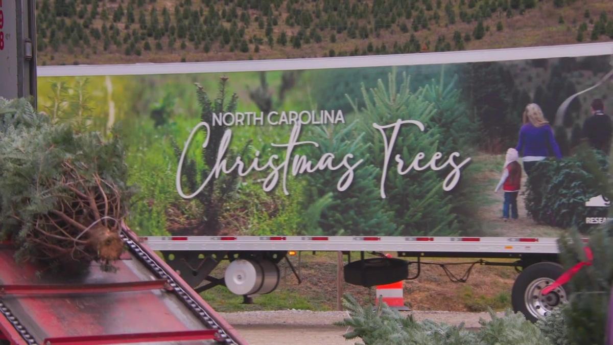 Christmas tree farm Hurricane Helene’s destruction PBS News