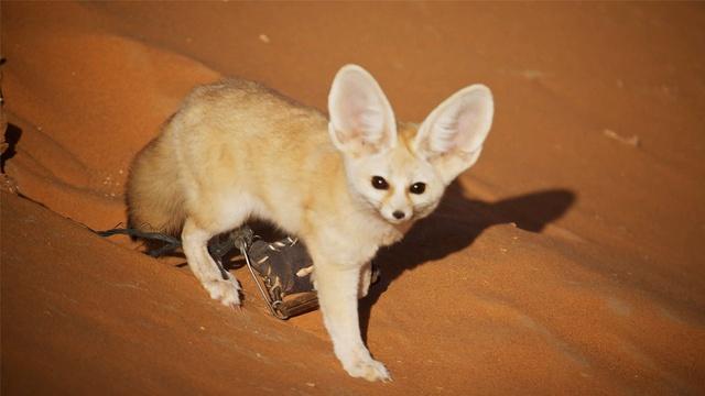 Nature | Discovering the Smallest Wild Dog in the Vast Sahara