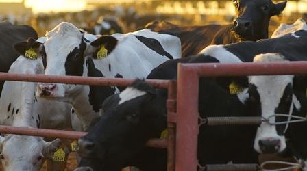 Video thumbnail: Earth Focus Dairy Alternatives: Rethinking Milk In California and Kenya