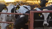 Dairy Alternatives: Rethinking Milk In California and Kenya