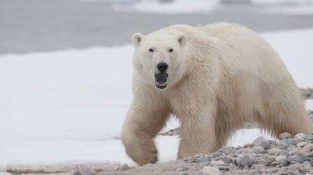Video thumbnail: Expedition Warding Off a Polar Bear