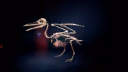 Dino Birds Preview
