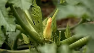 VHG Clippings: Supporting Farmers
