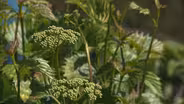 Volunteer Gardener 2646