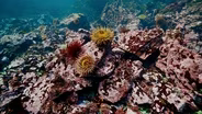 REEF LIFE IN BROWNING PASSAGE - Extended Version