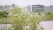 Elderberry