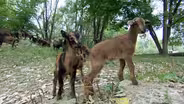 Couple dedicate life to breeding San Clemente Island goats