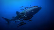 Whale Shark Homecoming | WILD HOPE