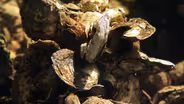 Oysterfest
