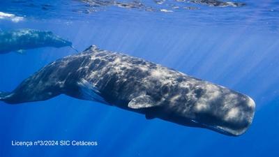 Whales in a Plastic Ocean