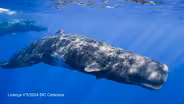Whales in a Plastic Ocean