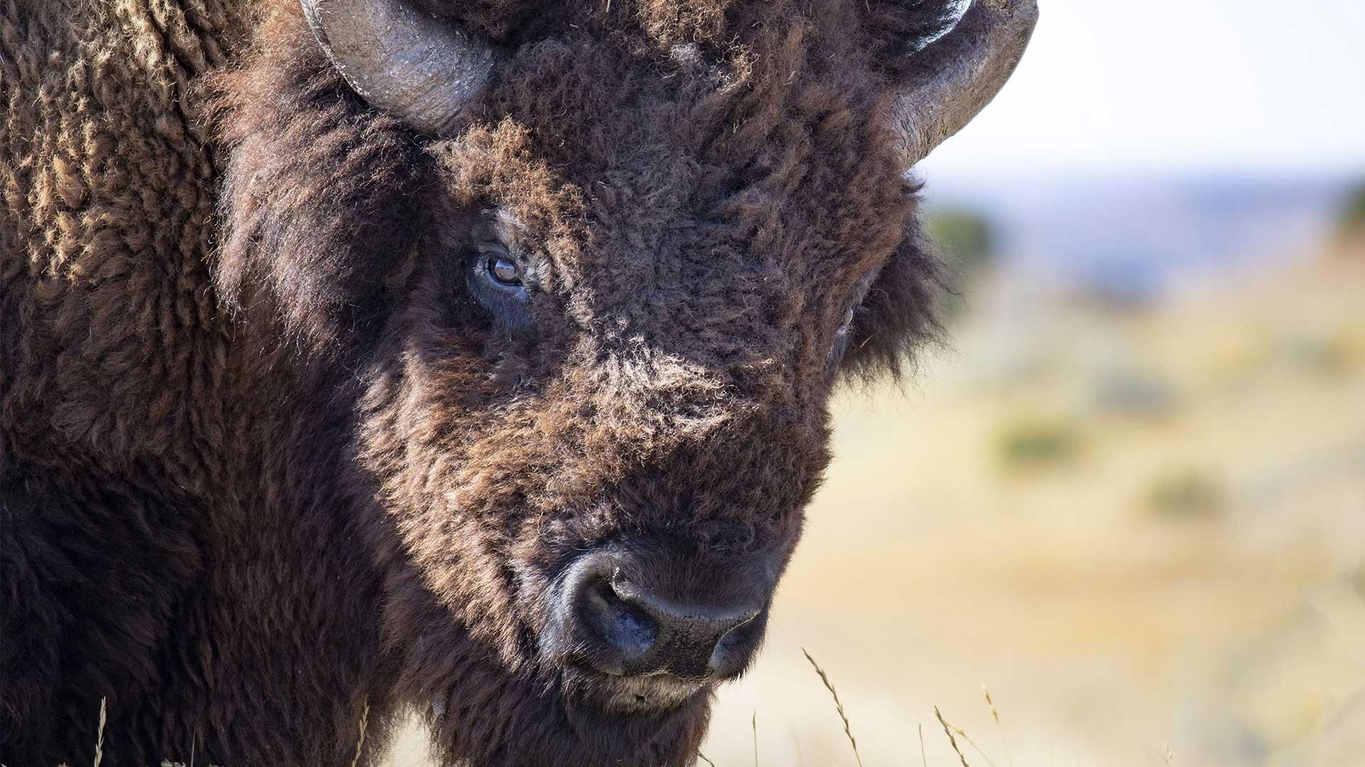 Buffalo Hide Project Piece 24 x 24