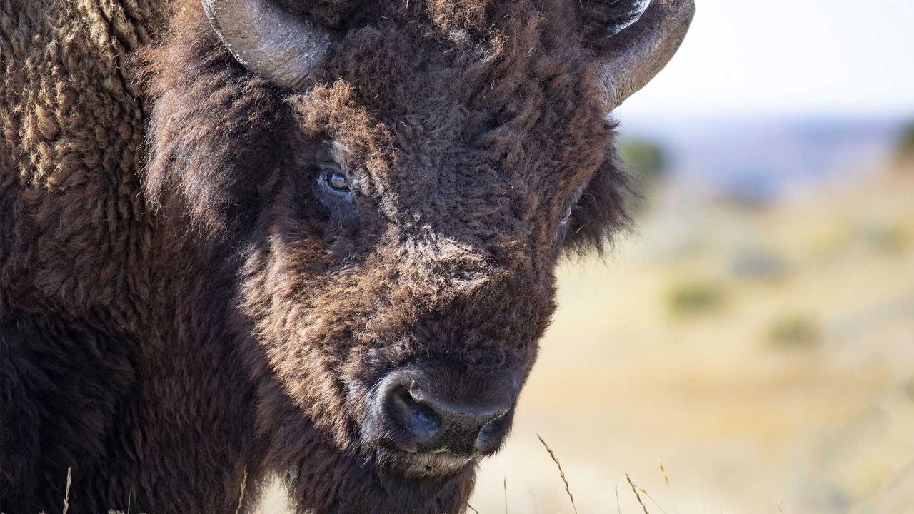 The American Buffalo: Blood Memory