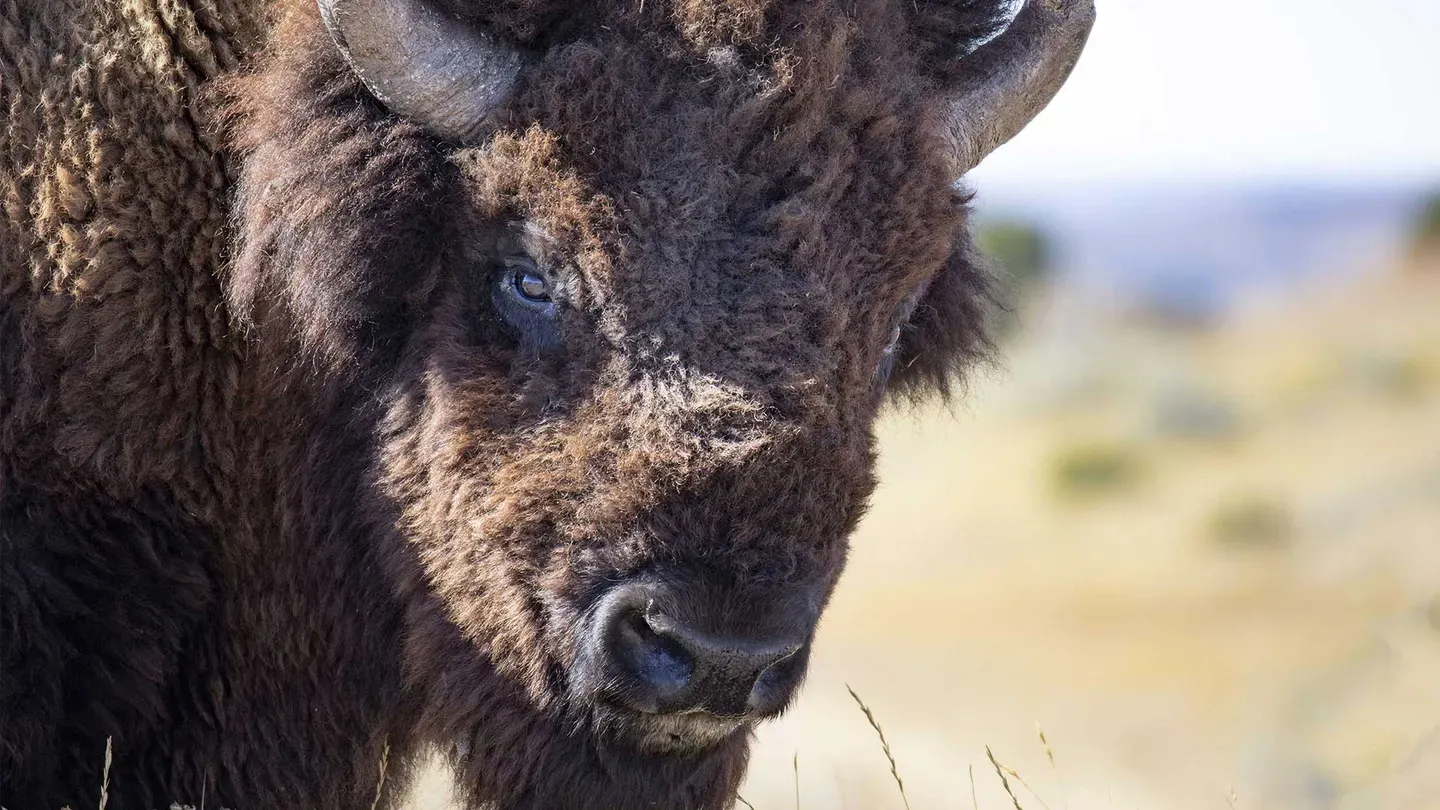 The American Buffalo Blood Memory Now Streaming PBS 