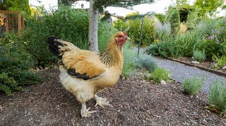 Video thumbnail: Modern Gardener Urban Chicken Keeping in Sugarhouse