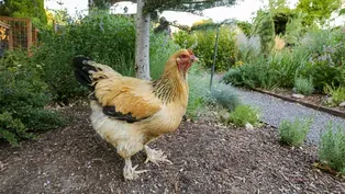 Urban Chicken Keeping in Sugarhouse