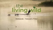 Wetlands: Nature’s Filter