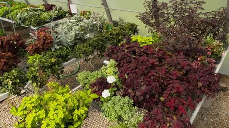 Video thumbnail: Backyard Farmer Hardening Off Vegetables & Ornamentals