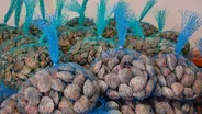 Farming the Sea