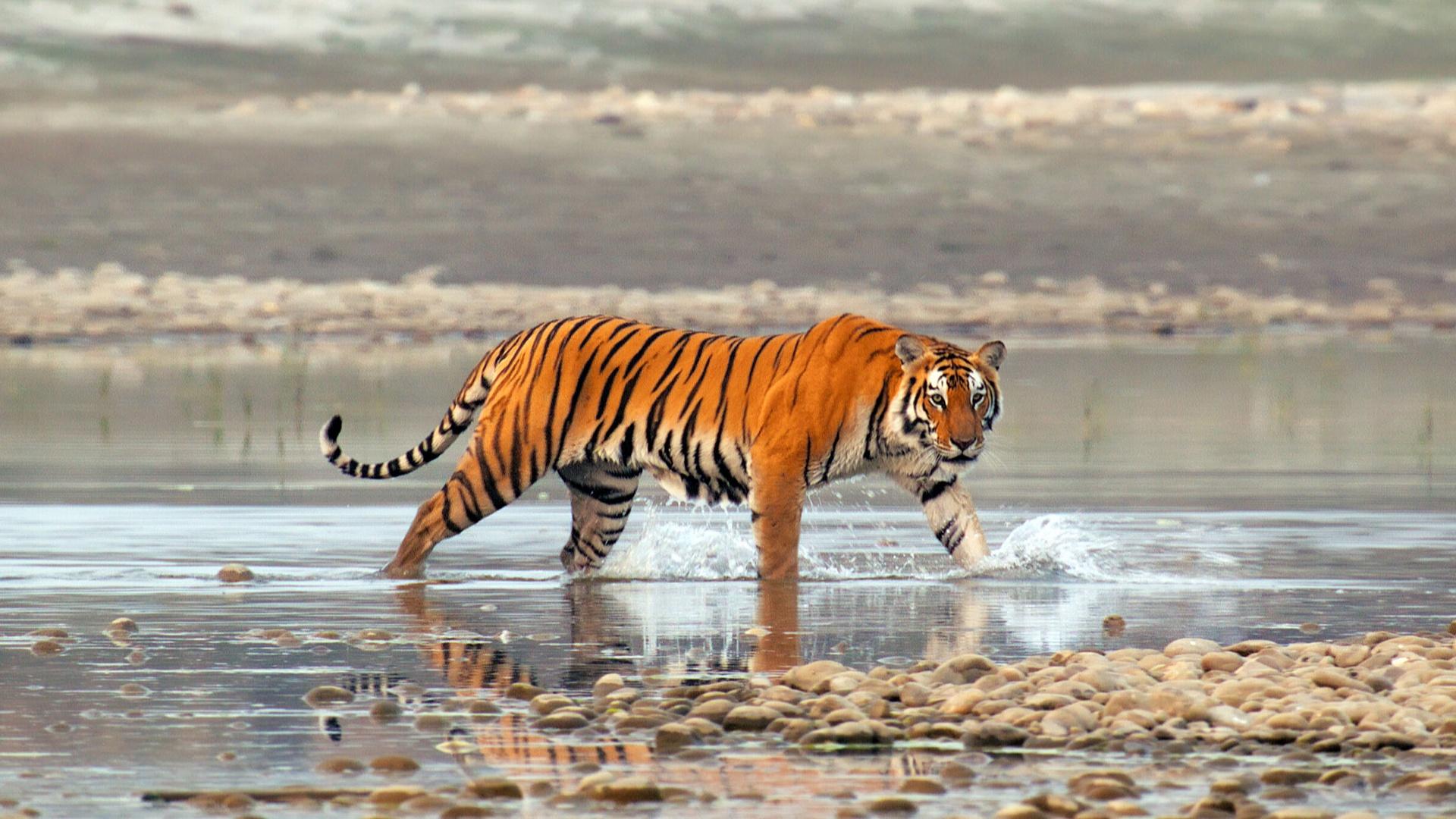 In Nepal, a team of wildlife experts begin an expedition following two tiger families.