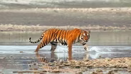 Preview of Tiger Island: Part One