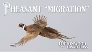 The Pheasant “Migration”
