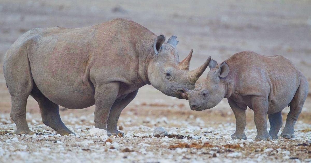 Science Trek | Endangered Species: Extinct Animals | PBS