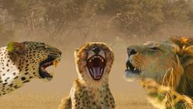 Big Cats Unleashed - Translating a Lion’s Roar: asset-mezzanine-16x9