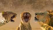 Big Cats Unleashed - Translating a Lion’s Roar