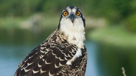 Video thumbnail: Nature Preview of Season of the Osprey