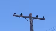Who’s Tweeting Up A Storm In Your Backyard?