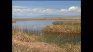 Between Land and Water