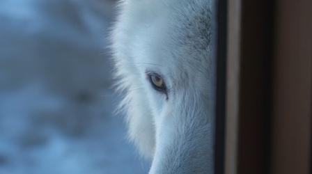 Video thumbnail: Prairie Sportsman Centered on Wolves