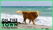 Dogs are Welcome at this Jupiter Beach!