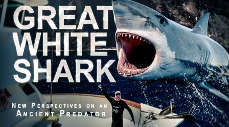 Video thumbnail: EXPLORE San Diego Great White Shark: New Perspectives On An Ancient Predator