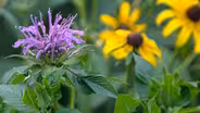 Native Plant Infused Garden