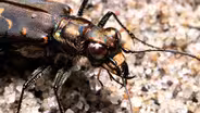 Tiger Beetles Bite First, Ask Questions Never