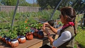 Video thumbnail: Central Texas Gardener Lessons from Urban Farmers to Grow in Heat