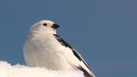 Snow Bunting: asset-mezzanine-16x9