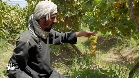 Video thumbnail: PBS NewsHour Taliban takeover a threat to Afghan agriculture