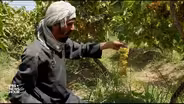 Taliban takeover a threat to Afghan agriculture