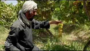 Taliban takeover a threat to Afghan agriculture